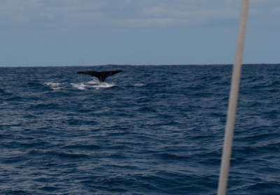  bateau accompagnateur